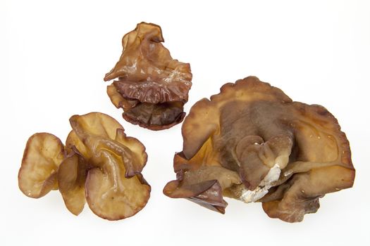 Auricularia auricula-judae isolate on white background