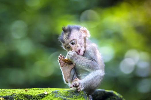 Little baby-monkey in monkey forest of Ubud, Bali, Indonesia