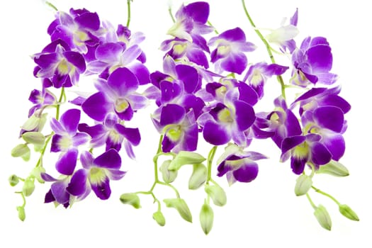 Very rare purple orchid isolated on white background. Closeup.