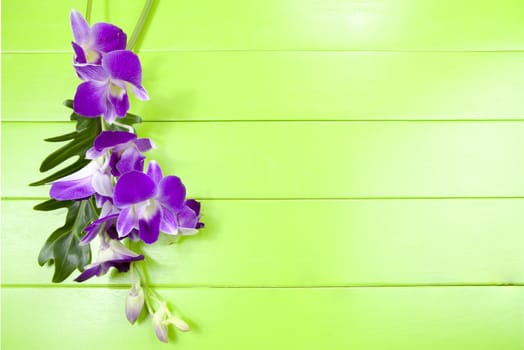 Fresh purple orchid on green wooden table.