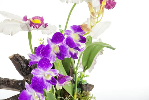 Purple Orchid on an old tree stump isolate on white background.