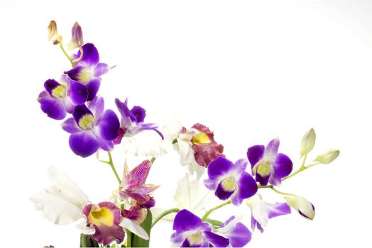 Purple Orchid and other isolate on white background.