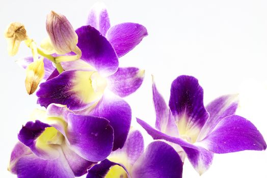Close up purple orchid  isolate on white background.