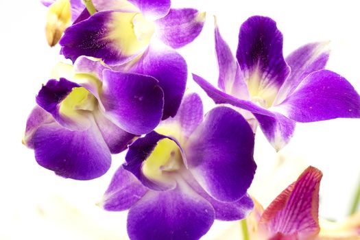 Close up purple orchid  isolate on white background.
