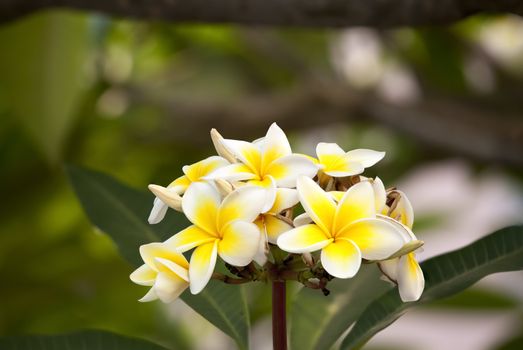 white flower of Frangipani or Plumeria with leaves