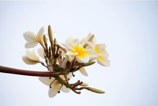 white flower of Frangipani or Plumeria or Templetree againt the sky