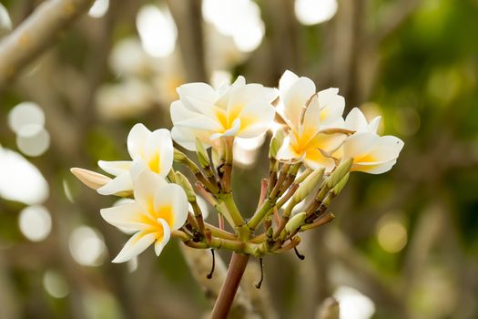 Beautiful white frangipani flowers on  the tree
