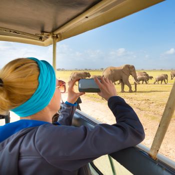 Woman on african wildlife safari. Lady taking a photo of herd of wild african elephants with her smartphone. Open roof safari jeep. Focus on elephants.
