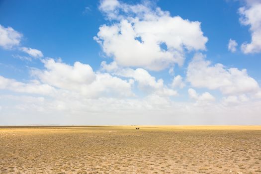 Wildebeests in vast african wilderness. Dramatic dry landscape of Amboseli National Park, formerly Maasai Amboseli Game Reserve.