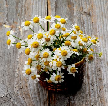 Bunch of Garden Small Camomiles in Ceramic Bowl closeup on Rustic Wooden background