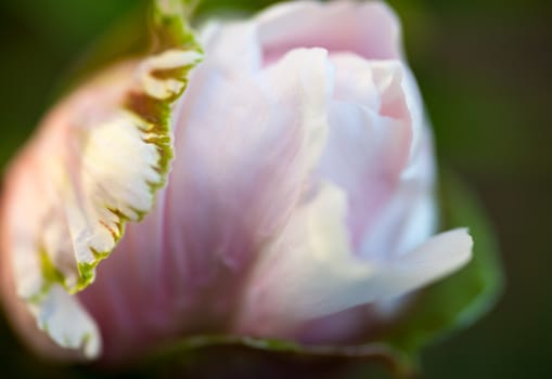 Tender bud of the dog rose's pink flower.