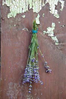 lavender flowers bunch hang on old wooden aged wall