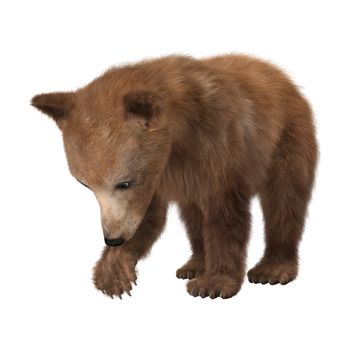 3D digital render of a cute little brown bear isolated on white background