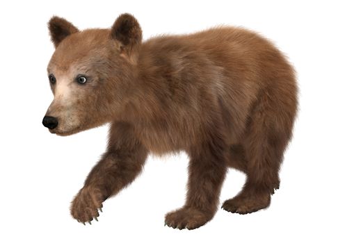 3D digital render of a cute little brown bear isolated on white background