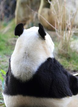 Back of a Giant Panda