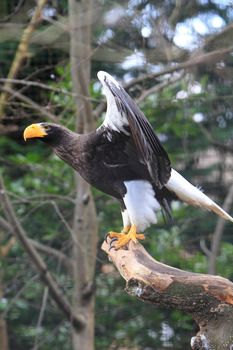 Sea Eagle