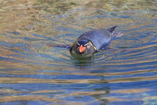Rockhopper penguin in water