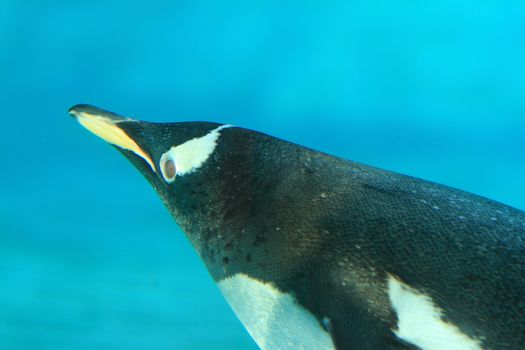 Gentoo penguin underwater