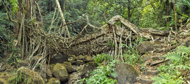 Old root bridge near Cherapunjee, Meghalaya, India