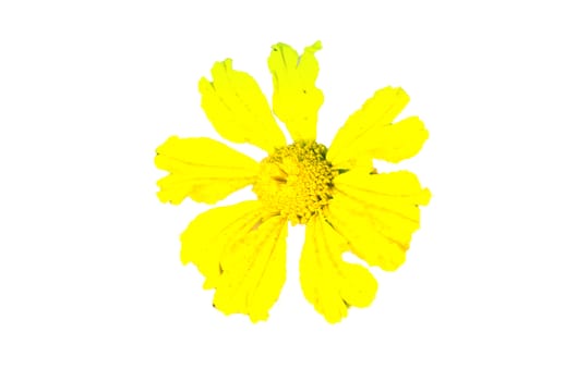 Yellow flower isolated on white background.