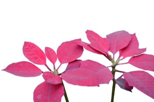 Pink leaf flower isolated on white background.
