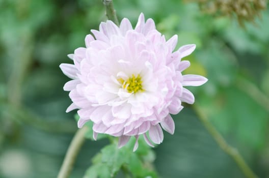 White color flower isolate green leaf background