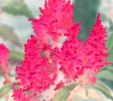 Pink color flower isolate green leaf background