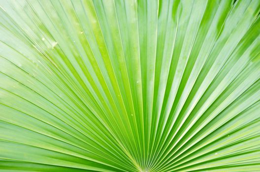 Natural leaf background Texture Pattern of palm tree