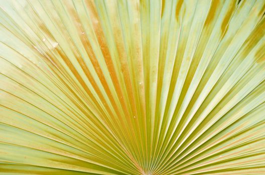 Natural leaf background Texture Pattern of palm tree