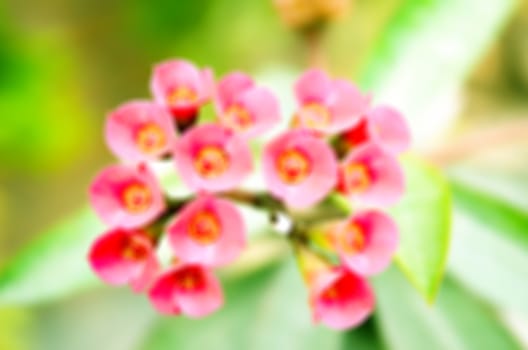 Pink Flowers Blossoming Tree Branch