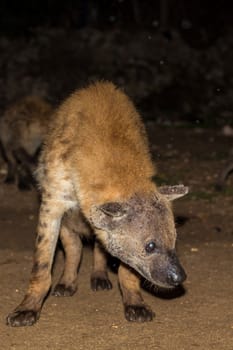 A spotted wild hyena searching for food to scavenge near the city borders of Harar in Ethiopia
