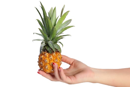 pineapple isolated