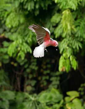 parrot in flight