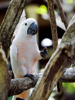 parrot seats on the branch