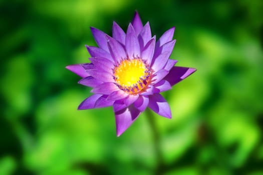 fresh violet flower