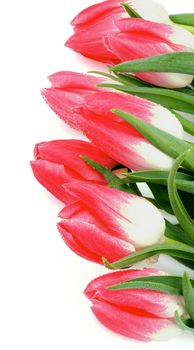 Frame of Spring Magenta Tulips with Leafs and Water Drops isolated on white background