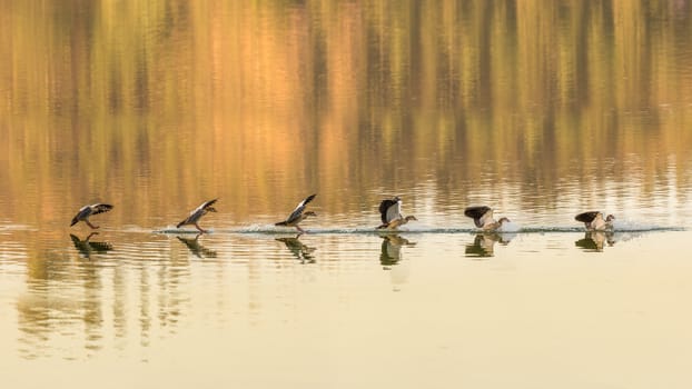 A sequence of images of an Egyptian goose as it safely lands on Babogaya Lake.