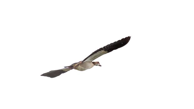 Egyptian Goose (Alopochen aegyptiacus) with black and white wings in mid flight