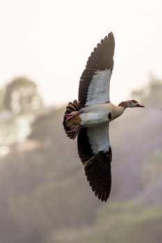 Egyptian Goose (Alopochen aegyptiacus) with black and white wings in mid flight