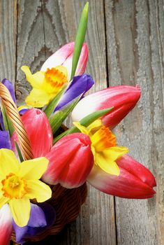 Bunch of Yellow Daffodils, Magenta Tulips and Purple Irises in Wicker Basket closeup on Rustic Wooden background