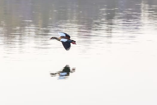 Egyptian Goose (Alopochen aegyptiacus) with black and white wings in mid flight