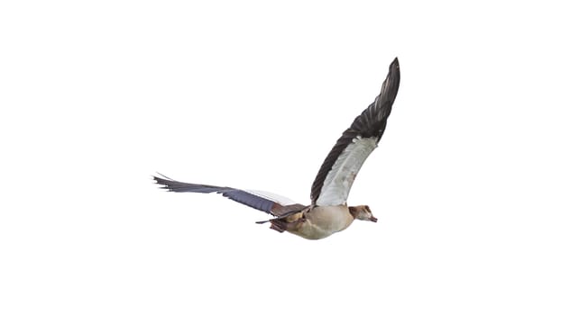 Egyptian Goose (Alopochen aegyptiacus) with black and white wings in mid flight