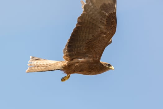 Black Kite which is locally known as Amora, flying in the air