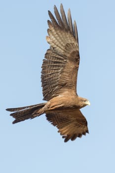 Black Kite which is locally known as Amora, flying in the air