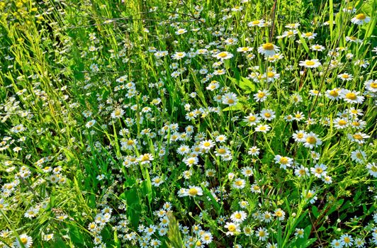 chamomile field in summer time