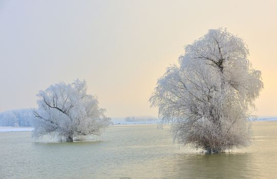 Frosty winter trees on Danube river