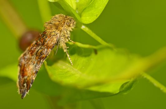 closeup a moth in forest