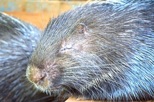 Very close up face of the animal