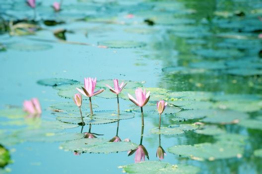Lily flower on the water