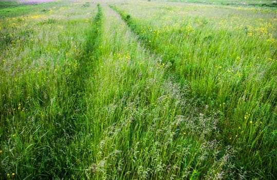 Field road in the bright summer day.